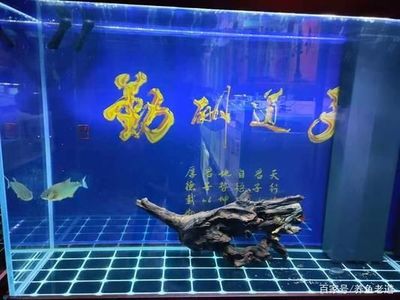 防城港市港口區(qū)逗魚水族用品店 水族愛(ài)好者的貼心伴侶